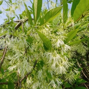 White Fringe Tree Live Plant – Chionanthus virginicus – 1 Quart Pot – Outdoor - Image 2