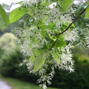 White Fringe Tree Live Plant – Chionanthus virginicus – 1 Quart Pot – Outdoor - Image 3