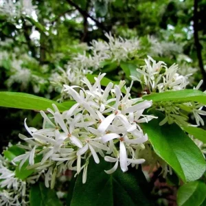 White Fringe Tree Live Plant – Chionanthus virginicus – 1 Quart Pot – Outdoor - Image 4