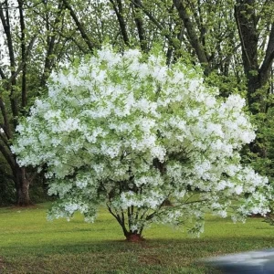 White Fringe Tree Live Plant – Chionanthus virginicus – 1 Quart Pot – Outdoor - Image 5