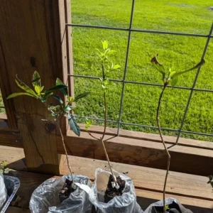 White Fringe Tree Live Plant – Chionanthus virginicus – 1 Quart Pot – Outdoor - Image 6