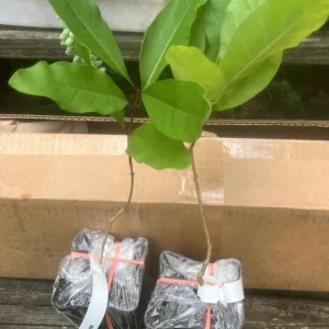 White Fringe Tree Live Plant – Chionanthus virginicus – 1 Quart Pot – Outdoor - Image 7