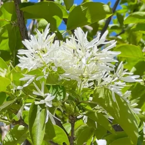White Fringe Tree Live Plant – Chionanthus virginicus – 1 Quart Pot – Outdoor - Image 1