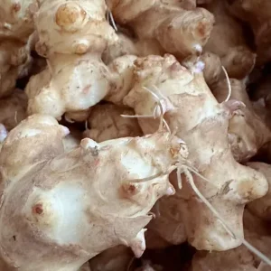 White Fuseau Sunchoke Tubers - Jerusalem Artichoke for Planting or Eating - By the Pound - Image 6