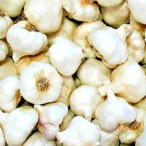 White Garlic Bulbs for Planting – 5 Count Allium Sativum Edible Culinary Herb - Image 2