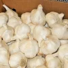 White Garlic Bulbs for Planting – 5 Count Allium Sativum Edible Culinary Herb - Image 1