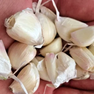 White Garlic Bulbs for Planting – 5 Count Allium Sativum Edible Culinary Herb - Image 5