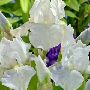 White Immortality Bearded Iris Bare Root Plant – Reblooming, Easy to Grow, Tall - Image 2