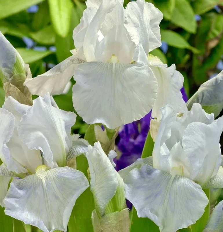 White Immortality Bearded Iris Bare Root Plant – Reblooming, Easy to Grow, Tall - Image 2