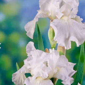 White Immortality Bearded Iris Bare Root Plant – Reblooming, Easy to Grow, Tall - Image 3