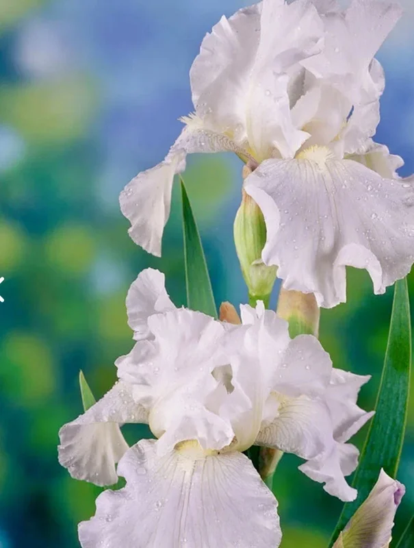 White Immortality Bearded Iris Bare Root Plant – Reblooming, Easy to Grow, Tall - Image 3