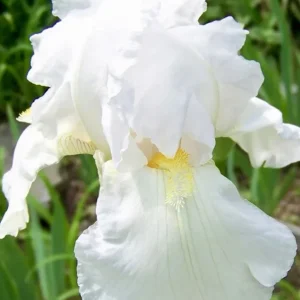 White Immortality Bearded Iris Bare Root Plant – Reblooming, Easy to Grow, Tall - Image 1