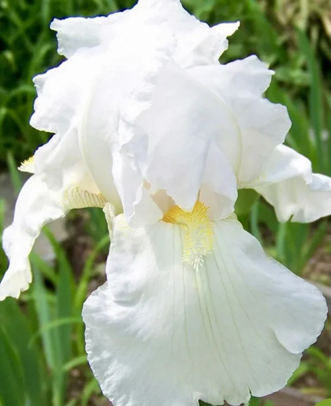 White Immortality Bearded Iris Bare Root Plant – Reblooming, Easy to Grow, Tall - Image 1