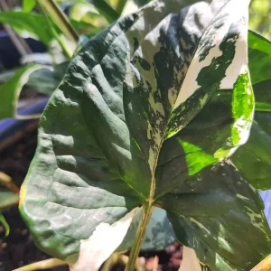 White Knight Syngonium Podophyllum Albo-Variegatum Marble Variegated Live Plant - Image 2
