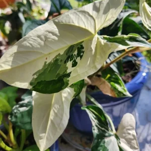 White Knight Syngonium Podophyllum Albo-Variegatum Marble Variegated Live Plant - Image 3