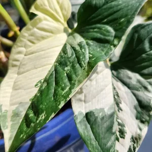 White Knight Syngonium Podophyllum Albo-Variegatum Marble Variegated Live Plant - Image 1
