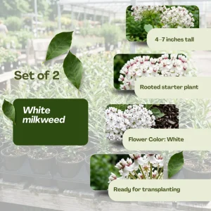 White Milkweed Live Plants – 2 Pack, 4-7” Tall – Butterfly Host Perennial - Image 3