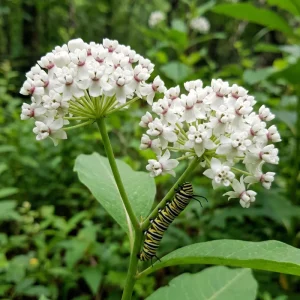 White Milkweed Live Plants – 2 Pack, 4-7” Tall – Butterfly Host Perennial - Image 4