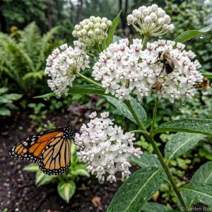 White Milkweed Live Plants – 2 Pack, 4-7” Tall – Butterfly Host Perennial - Image 6