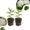 White Milkweed Live Plants – 2 Pack, 4-7” Tall – Butterfly Host Perennial - Image 1
