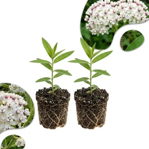 White Milkweed Live Plants – 2 Pack, 4-7” Tall – Butterfly Host Perennial - Image 1