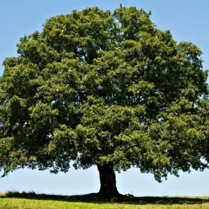 White Oak Live Plant – 12-18" Tall Seedling – 4" Pot – Quercus alba - Image 1