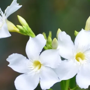 White Oleander Live Plant - 12 inch Rooted Shrub Bush - Outdoor Flower - Image 2
