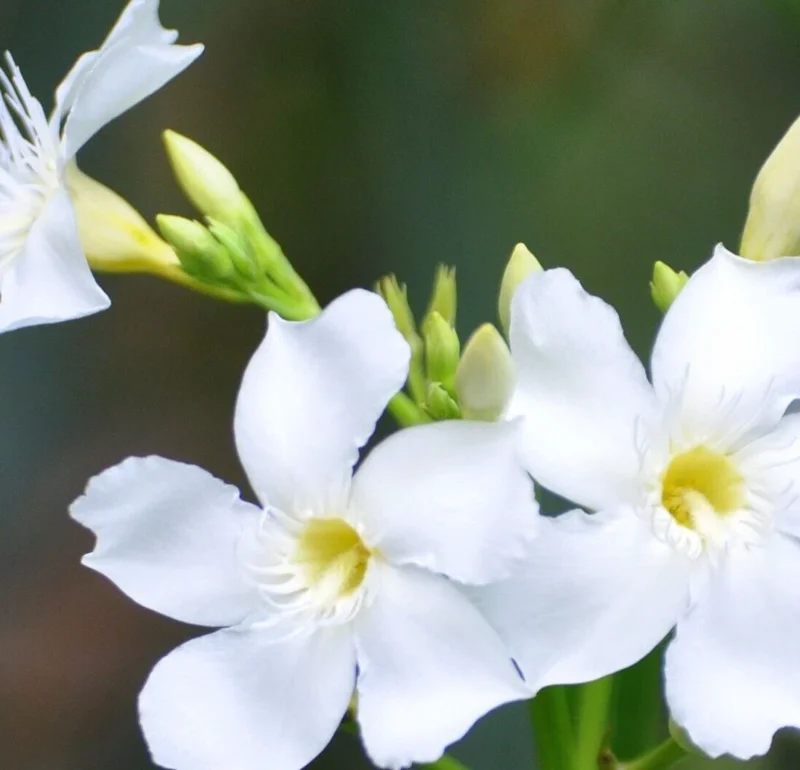 White Oleander Unrooted Cuttings - 7 Pack, 6 inch Live Plant Shrub - Image 2