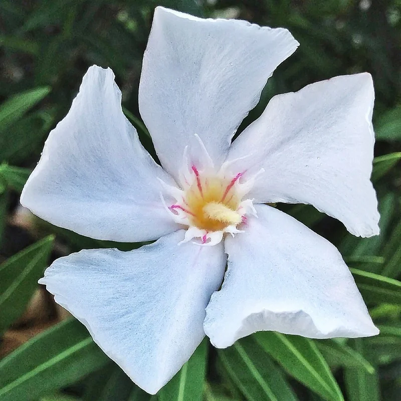 White Oleander Unrooted Cuttings - 7 Pack, 6 inch Live Plant Shrub - Image 1