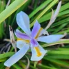 White Purple African Iris Plant - Dietes Iridioides Fortnight Lily Live Plant - Image 1