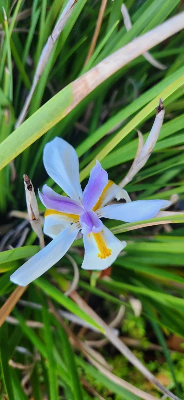 White Purple African Iris Plant - Dietes Iridioides Fortnight Lily Live Plant - Image 1