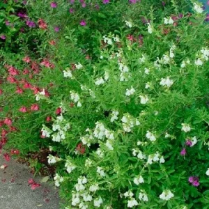 White Salvia Gregii Live Plant – 1 Gallon Pot – Perennial Sage - Image 3