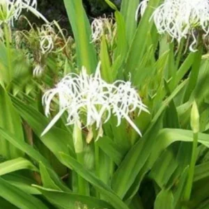 White Spider Crinum Lily Amoenum – Giant Flowering Live Rooted Starter Plant – Outdoor - Image 2