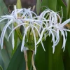 White Spider Crinum Lily Amoenum – Giant Flowering Live Rooted Starter Plant – Outdoor - Image 1