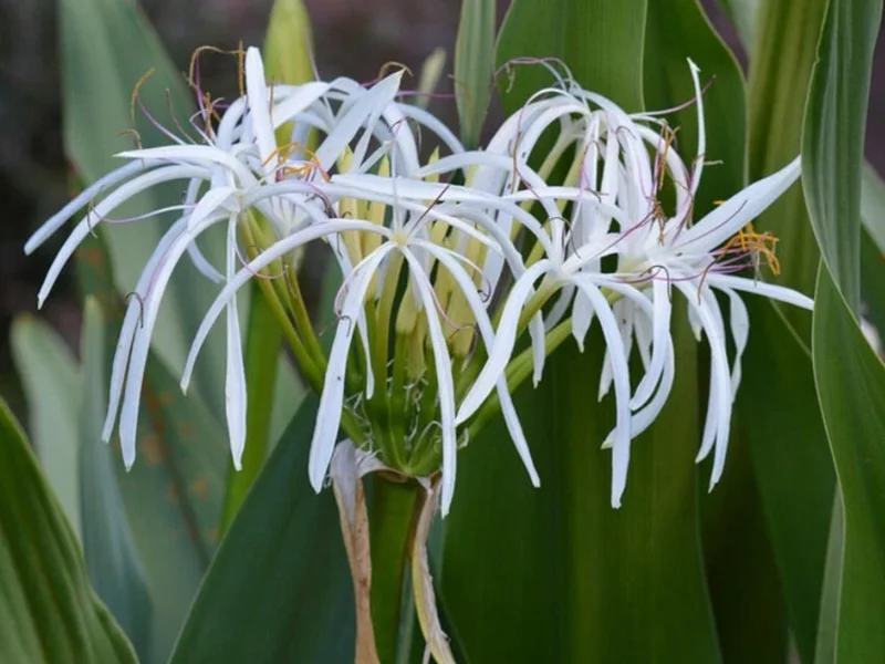 White Spider Crinum Lily Amoenum – Giant Flowering Live Rooted Starter Plant – Outdoor - Image 1