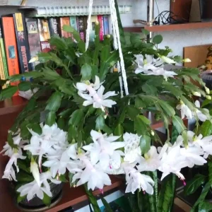 White Thanksgiving Cactus Live Plant - Zygocactus Succulent in 4 Inch Pot - Image 2