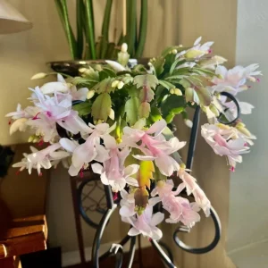 White Thanksgiving Cactus Live Plant - Zygocactus Succulent in 4 Inch Pot - Image 3