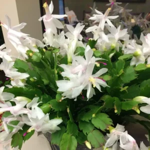 White Thanksgiving Cactus Live Plant - Zygocactus Succulent in 4 Inch Pot - Image 4