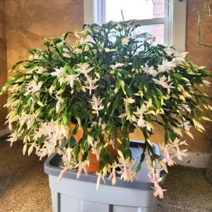 White Thanksgiving Cactus Live Plant - Zygocactus Succulent in 4 Inch Pot - Image 5