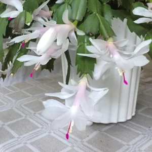 White Thanksgiving Cactus Live Plant - Zygocactus Succulent in 4 Inch Pot - Image 6