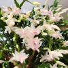 White Thanksgiving Cactus Live Plant - Zygocactus Succulent in 4 Inch Pot - Image 1