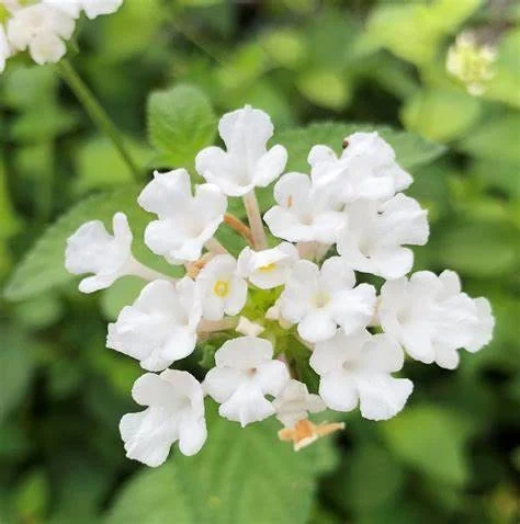 White Trailing Lantana Live Plant – 1 Gallon Pot – Outdoor Groundcover - Image 3