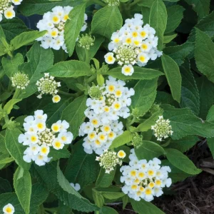 White Trailing Lantana Live Plant – 1 Gallon Pot – Outdoor Groundcover - Image 4