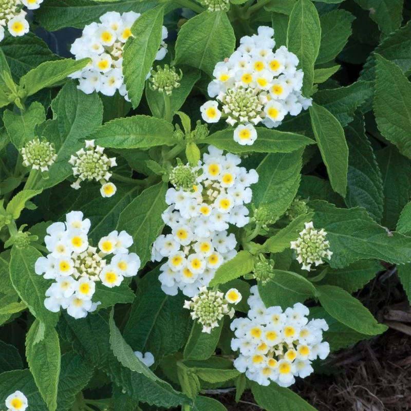 White Trailing Lantana Live Plant – 1 Gallon Pot – Outdoor Groundcover - Image 4