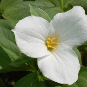 White Trillium Bulbs – 5 Count Wood Lily Heirloom Perennials – Outdoor - Image 1