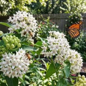 White Vining Milkweed Live Plants - 2 Pack, 4-7 Inch Tall, Outdoor Vine - Image 2