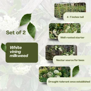White Vining Milkweed Live Plants - 2 Pack, 4-7 Inch Tall, Outdoor Vine - Image 3