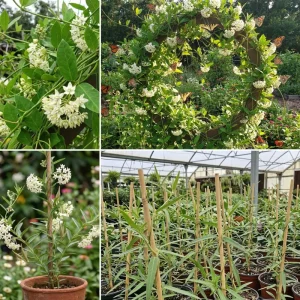 White Vining Milkweed Live Plants - 2 Pack, 4-7 Inch Tall, Outdoor Vine - Image 4