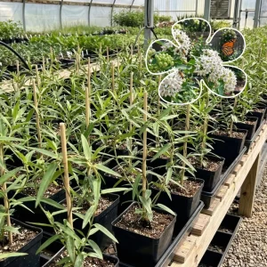 White Vining Milkweed Live Plants - 2 Pack, 4-7 Inch Tall, Outdoor Vine - Image 5