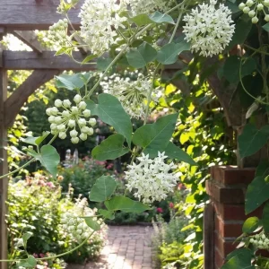 White Vining Milkweed Live Plants - 2 Pack, 4-7 Inch Tall, Outdoor Vine - Image 6